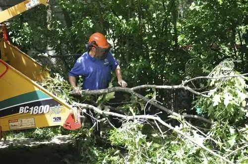 tree services Shannon